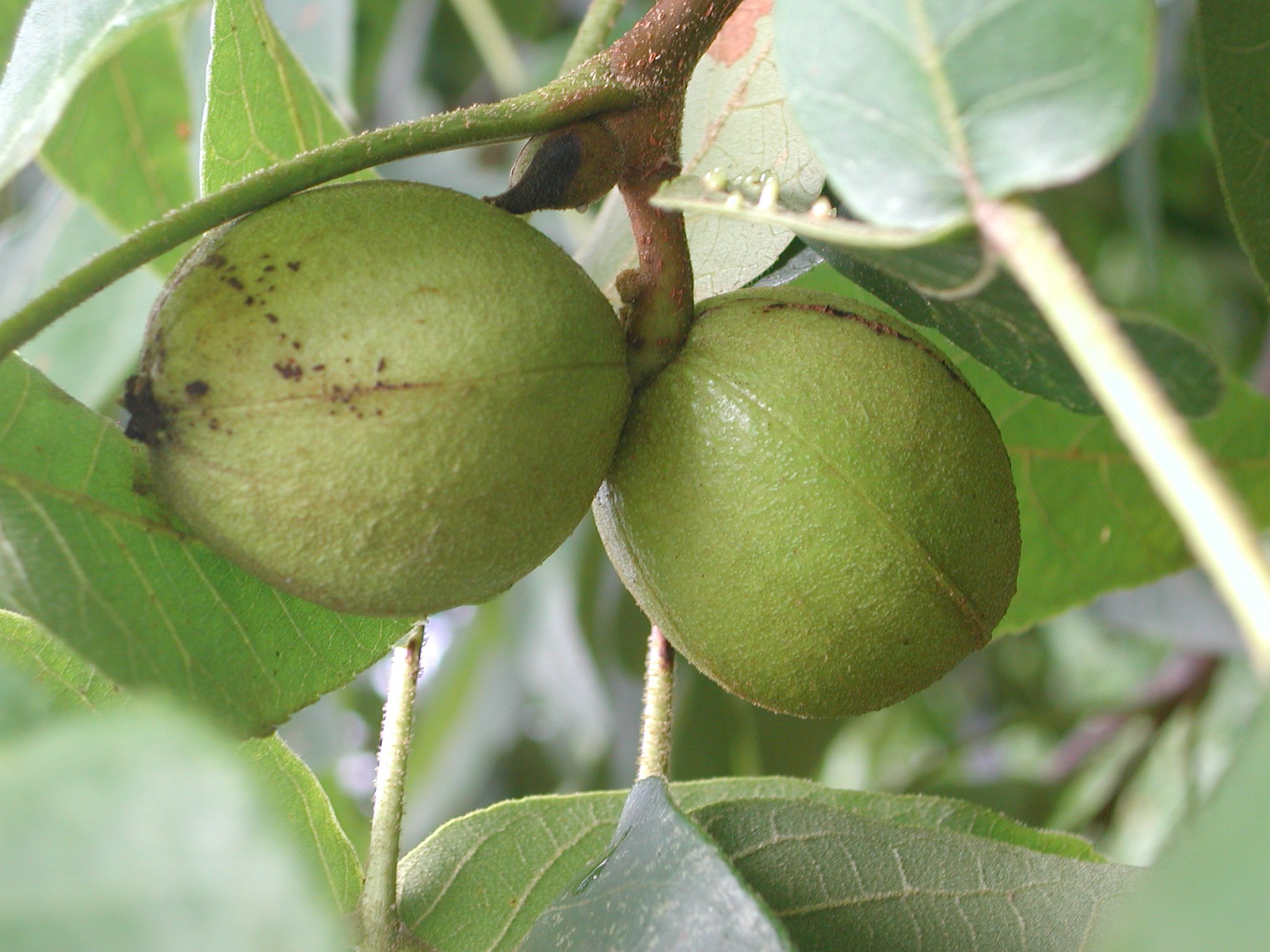 Tree Seeds Identification